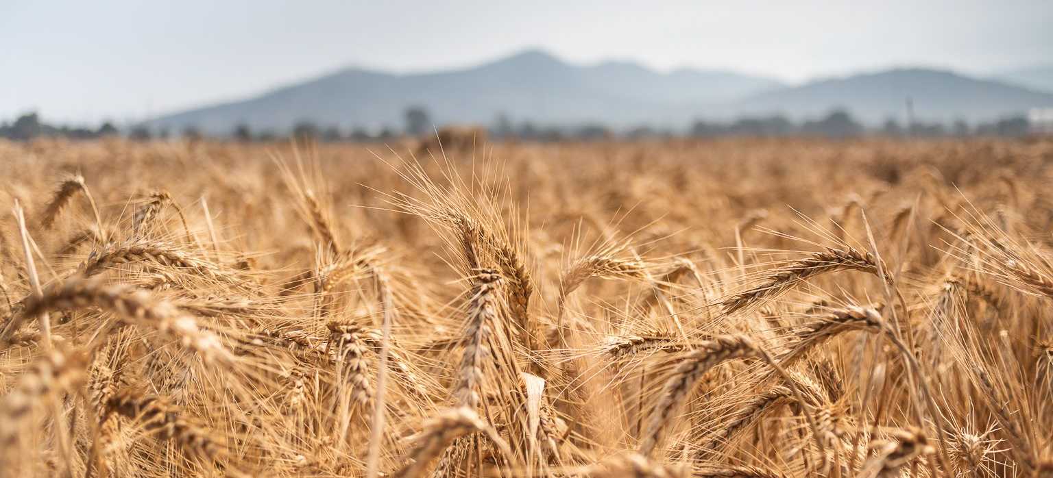 La crisis del trigo y su impacto en México y el mundo